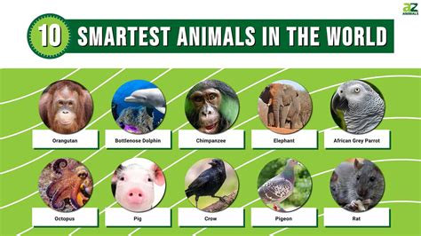 What Is The Most Enteageent Farm Animal